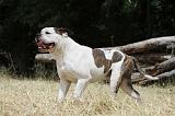 BOULEDOGUE AMERICAIN 098